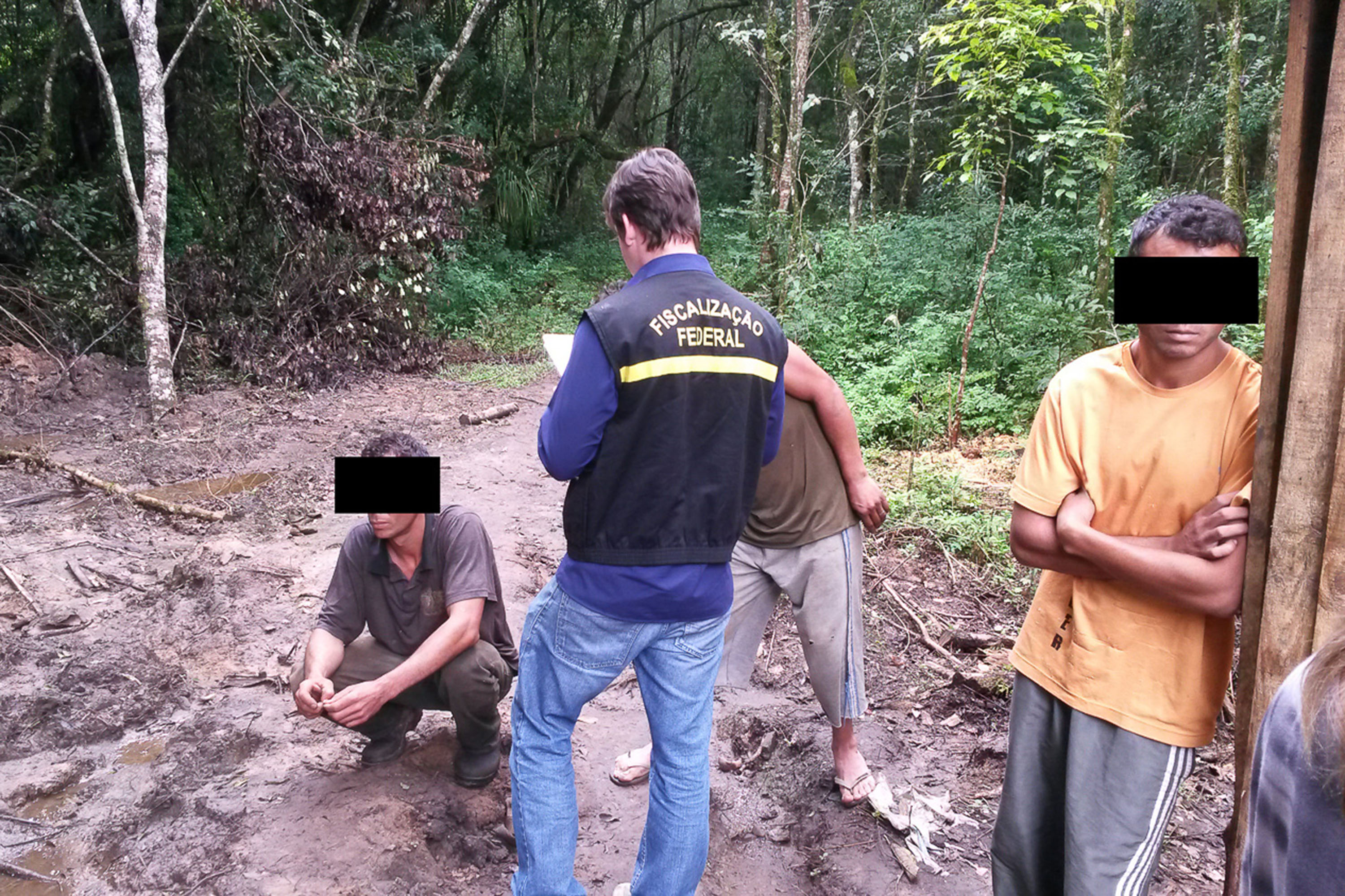 Operação flagra condições de trabalho degradantes na cadeia produtiva da carnaúba, no Piauí